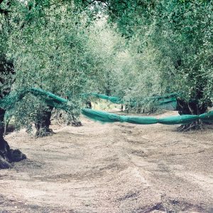 Episcopio -Uliveto € 50.000,00